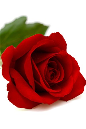 高清红色玫瑰鲜花图片