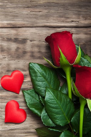 心形紅色玫瑰鮮花圖片