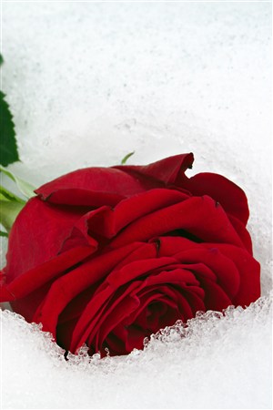 雪地里的红色玫瑰鲜花图片