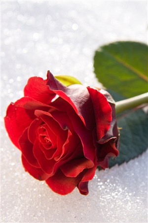 冬天红色玫瑰鲜花图片
