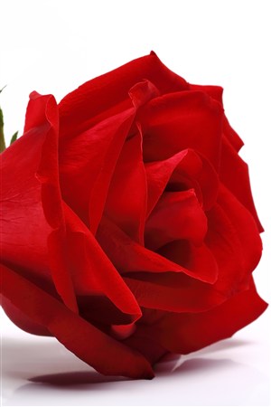 艳丽的红色玫瑰鲜花图片