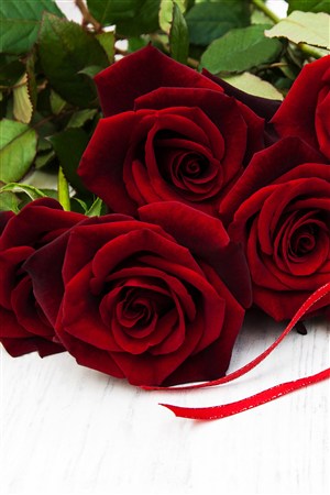 带刺的红色玫瑰鲜花图片