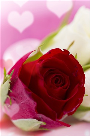 心形背景红色玫瑰鲜花图片