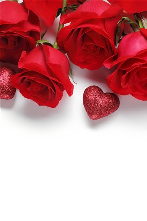 唯美红色玫瑰鲜花图片