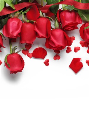 红色玫瑰鲜花图片设计素材