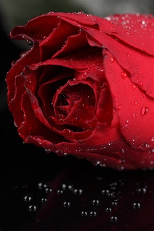 水珠与红色玫瑰鲜花图片