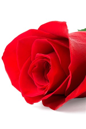 娇艳美丽红色玫瑰鲜花图片