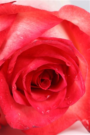争奇斗艳红色玫瑰鲜花图片