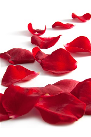 满地红色玫瑰花瓣鲜花图片