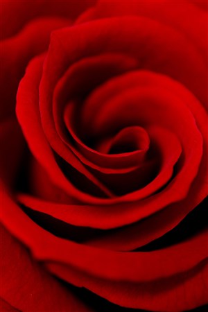 十分鲜艳的红色玫瑰鲜花图片