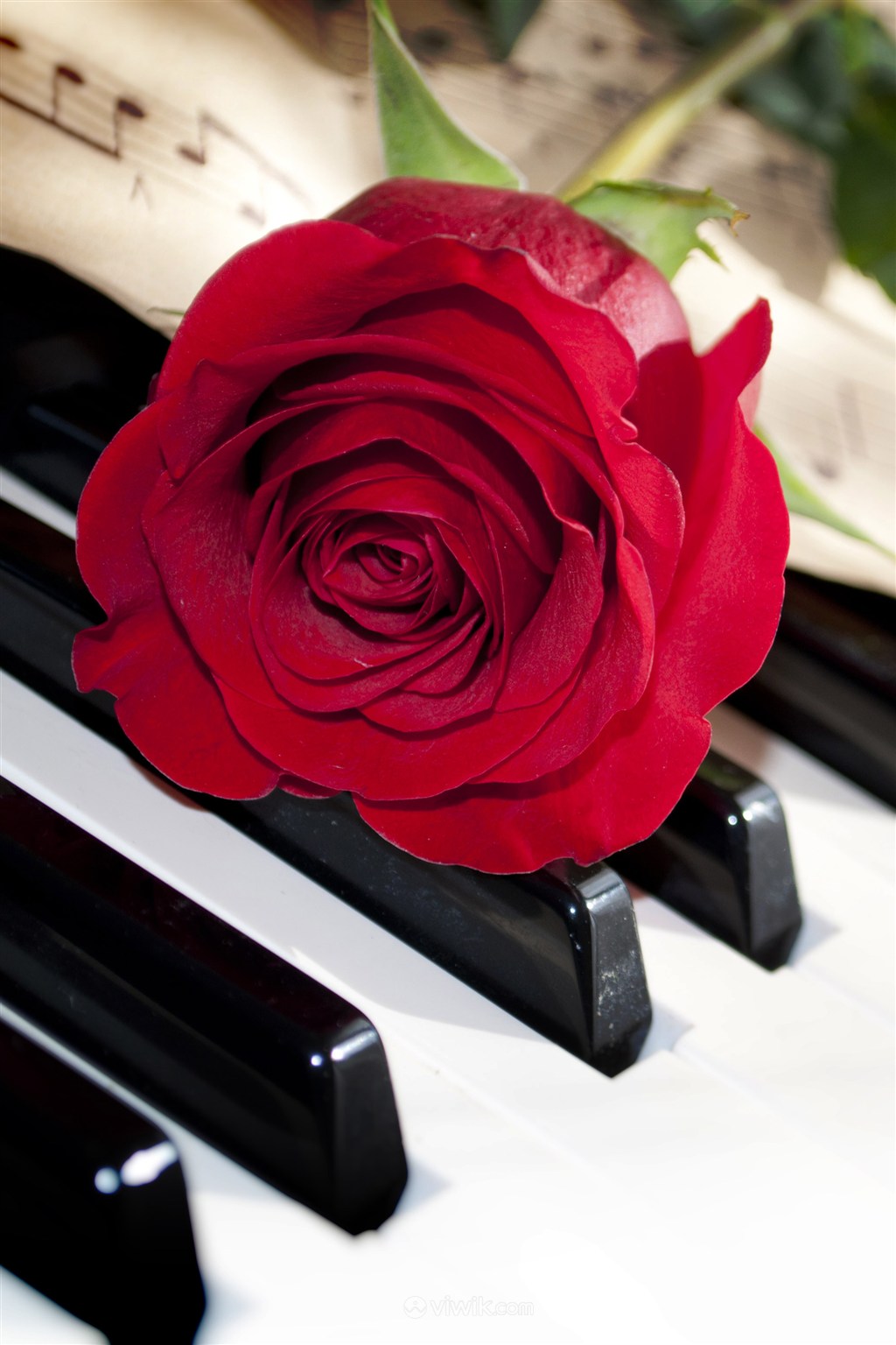 钢琴上的红色玫瑰鲜花图片