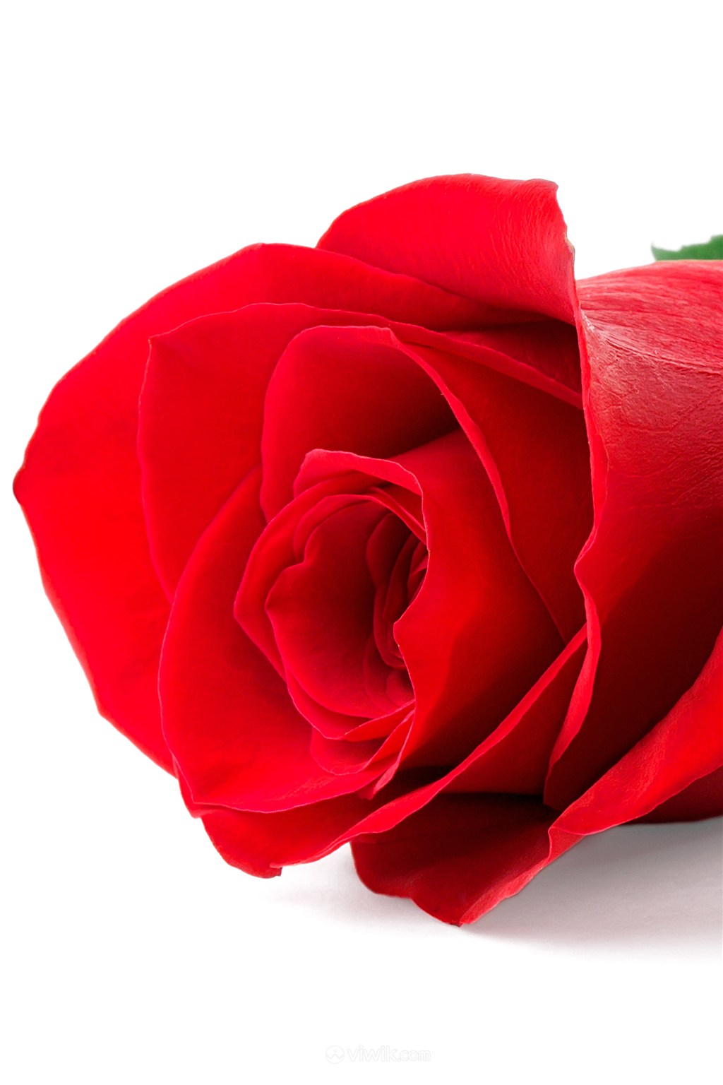 娇艳美丽红色玫瑰鲜花图片