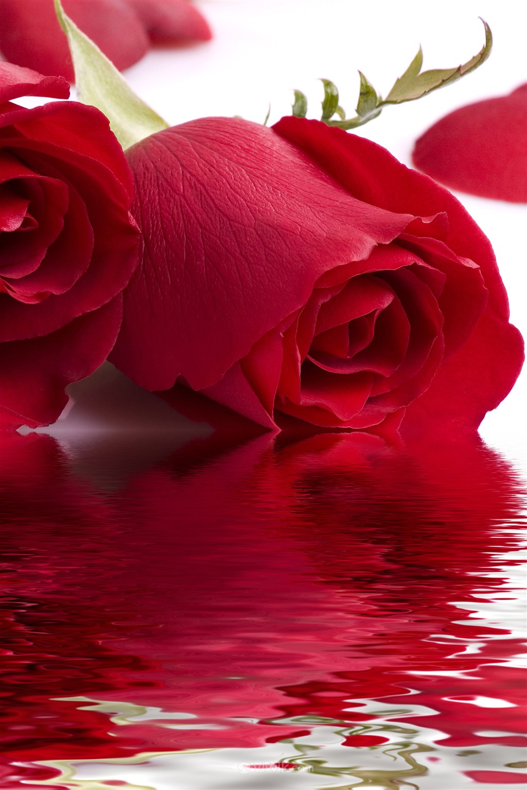 水面上的红色玫瑰鲜花图片