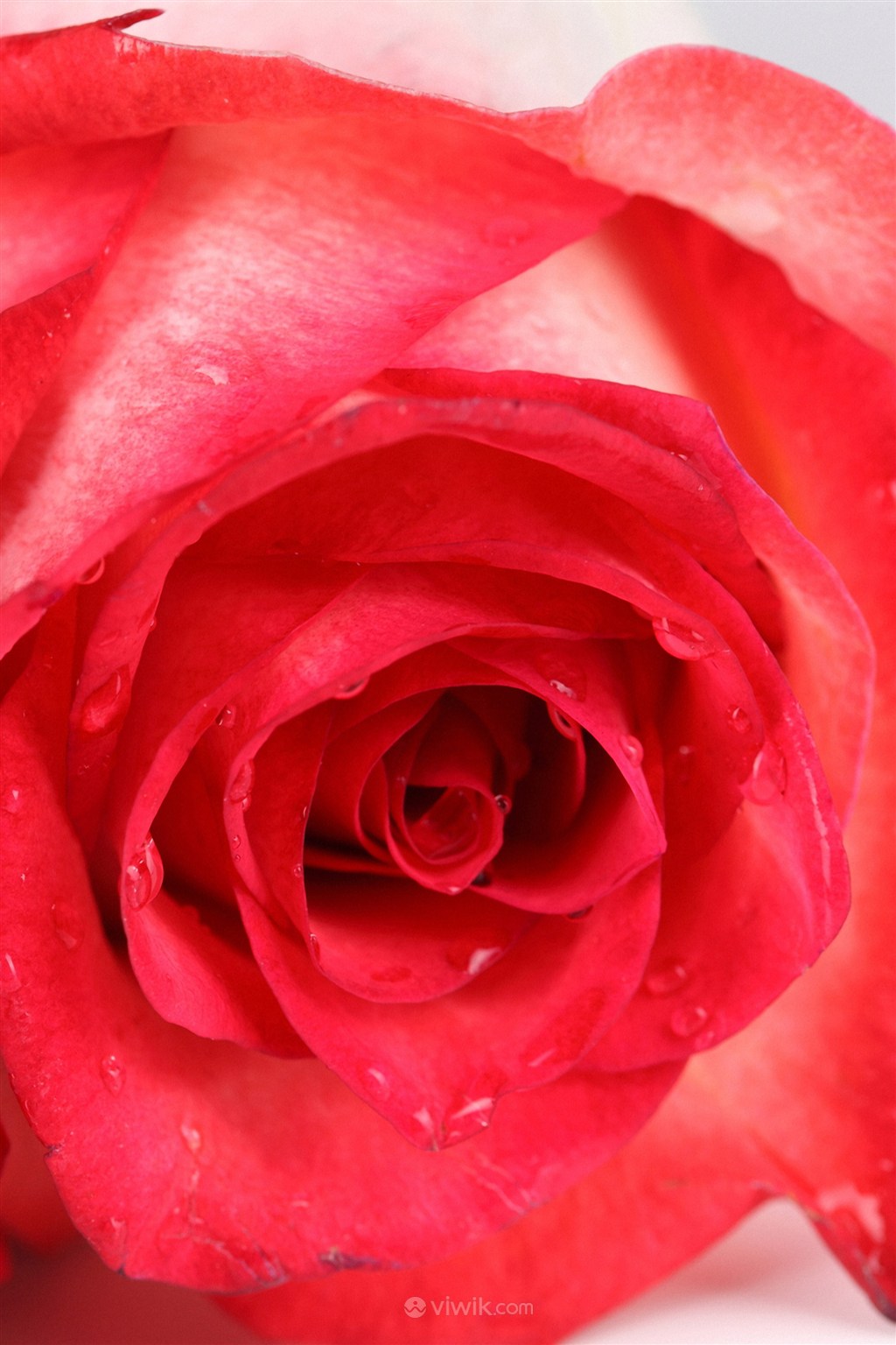 争奇斗艳红色玫瑰鲜花图片