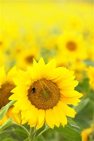 蜜蜂与向日葵鲜花图片