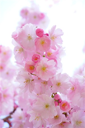 粉嫩粉嫩的樱花图片