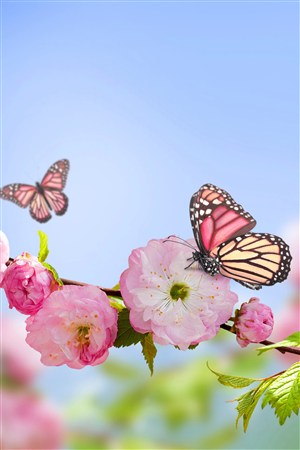 蝴蝶与樱花图片