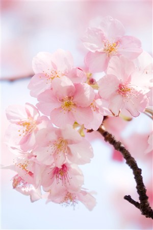 美不胜收的樱花图片