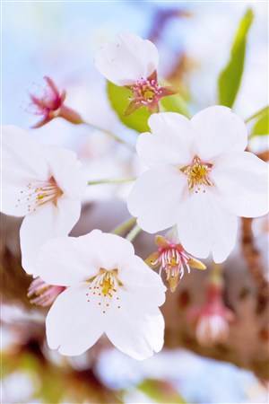白色浪漫樱花图片