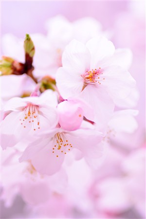 花开荼蘼樱花图片