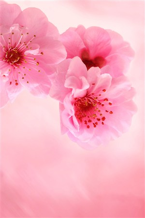 诗情画意的樱花图片