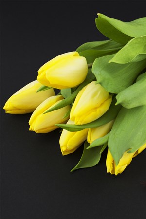 一束黄色的郁金香鲜花图片