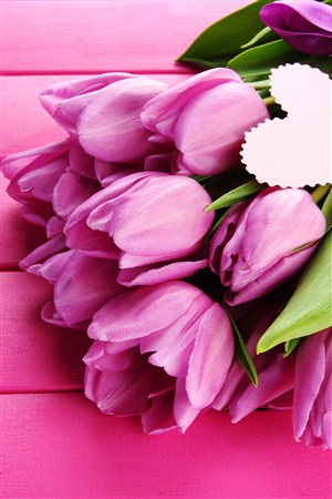 紫色花束郁金香鲜花图片