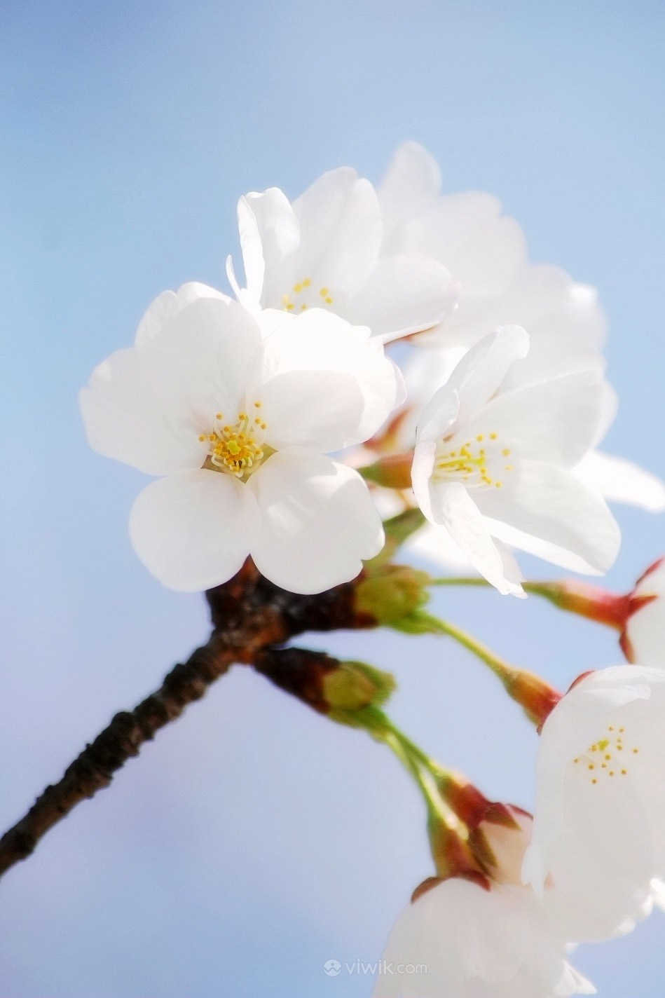 白色樱花描写图片