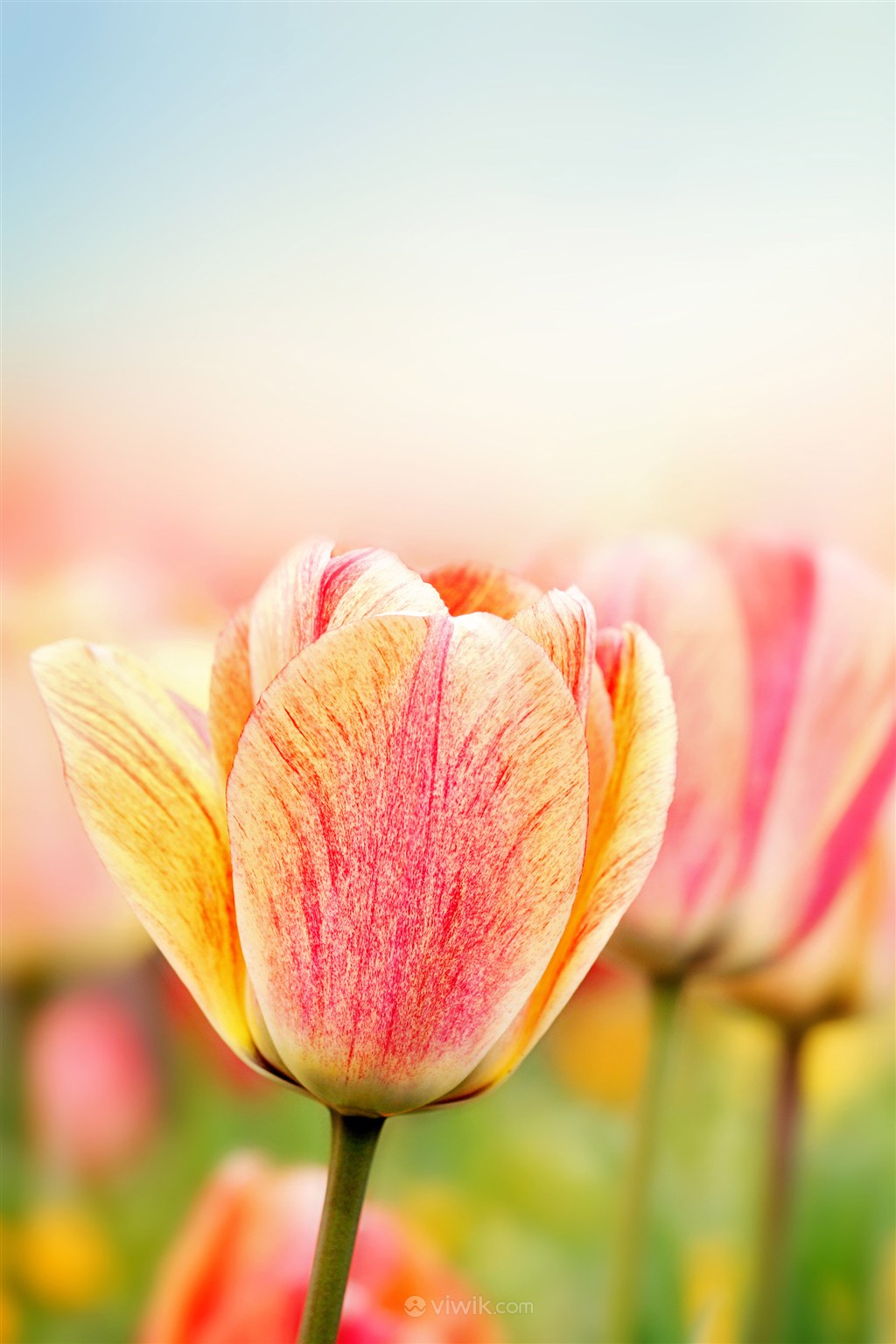 最好看的郁金香鲜花图片