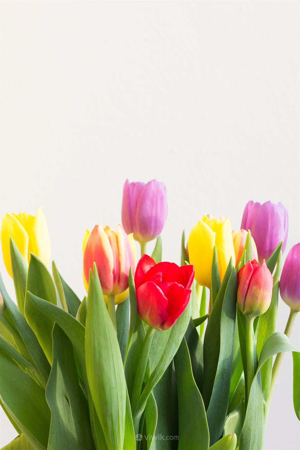 色彩斑斓花束郁金香鲜花图片