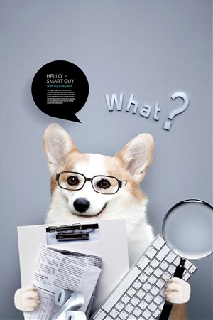 创意商务办公的柯基可爱宠物海报