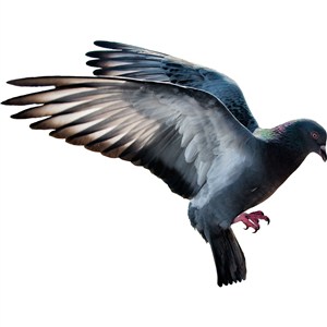 空底PNG鸽子图片