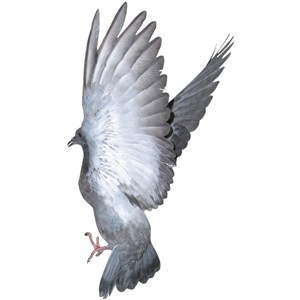 鸽子展开翅膀飞翔免抠图PNG空底图片