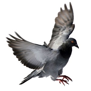 鸽子飞行中免抠图PNG图片