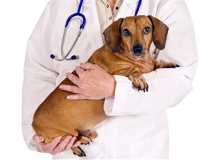宠物医院医生抱着可爱胖狗狗图片