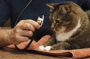 宠物医院猫咪与听诊器图片