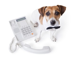 宠物医院守在电话机旁边的狗狗图片
