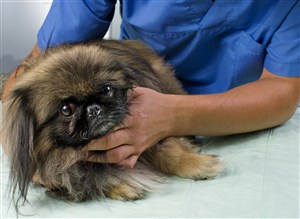 宠物医院小型犬狗狗图片