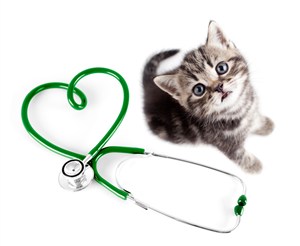 宠物医院可爱猫咪和医疗器具图片