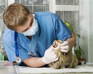 宠物医院医生看猫咪牙齿图片