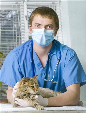 高清宠物医院给长毛猫检查身体图片