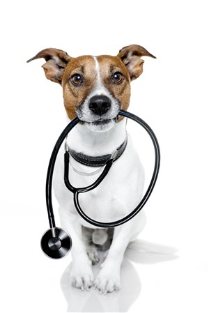 宠物医院可爱聪明的狗狗咬着听诊器图片