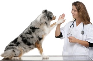 宠物医院聪明狗狗和医生拍掌图片