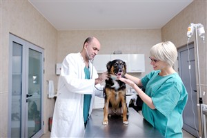 宠物医院医生护士对狗狗做身体检查图片