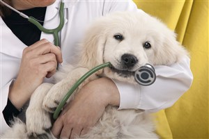 宠物医院幼犬拉布拉多可爱狗狗图片