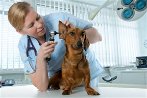 宠物医院给腊肠犬做耳检图片