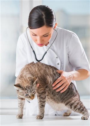 宠物医院医生给猫咪检测身体图片