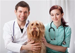 宠物医院医生护士和长毛犬合影图片