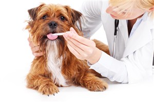 宠物医院给狗狗检测体温图片