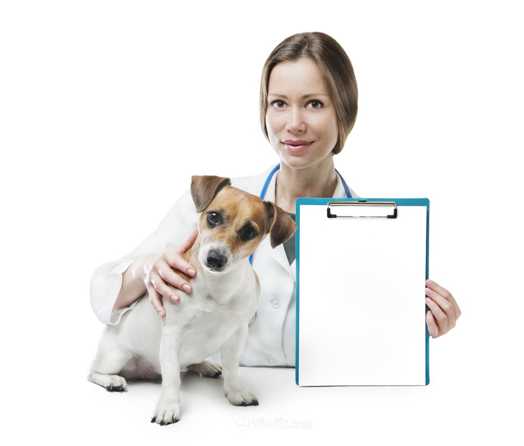 宠物医院医生空白文档和可爱狗狗图片